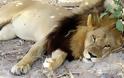 Πανικός στο Βέλγιο: Σκότωσαν λέαινα που διέφυγε από ζωολογικό κήπο