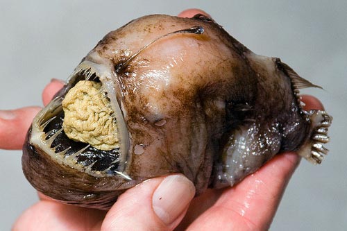 Τα πιο παράξενα πλάσματα που έχουν βρεθεί στην θάλασσα! - Φωτογραφία 1
