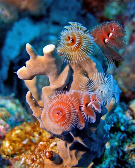 Τα πιο παράξενα πλάσματα που έχουν βρεθεί στην θάλασσα! - Φωτογραφία 2