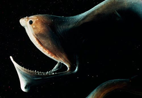 Τα πιο παράξενα πλάσματα που έχουν βρεθεί στην θάλασσα! - Φωτογραφία 27