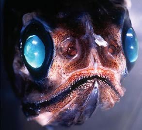 Τα πιο παράξενα πλάσματα που έχουν βρεθεί στην θάλασσα! - Φωτογραφία 31