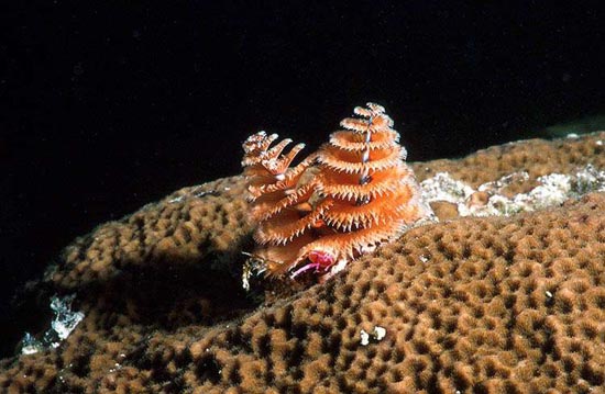 Τα πιο παράξενα πλάσματα που έχουν βρεθεί στην θάλασσα! - Φωτογραφία 5
