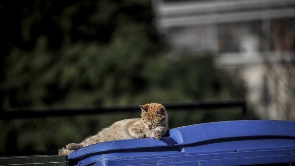 Καταδικάστηκε γιατί δεν βοήθησε γατάκια σε κάδο απορριμάτων - Φωτογραφία 1