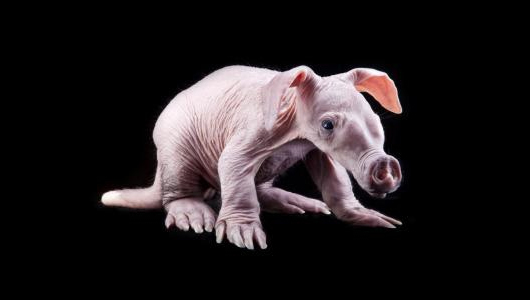 Aardvark: Ένα πολύ παράξενο ζώο [photos] - Φωτογραφία 2