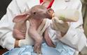 Aardvark: Ένα πολύ παράξενο ζώο [photos]