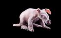 Aardvark: Ένα πολύ παράξενο ζώο [photos] - Φωτογραφία 2
