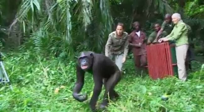 Η απίστευτη χειρονομία χιμπατζή στη γυναίκα που τον έσωσε [video] - Φωτογραφία 1