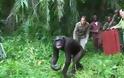 Η απίστευτη χειρονομία χιμπατζή στη γυναίκα που τον έσωσε [video]