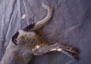 Χανιά: Έσφαξε το σκυλί του με κουζινομάχαιρο και δεν εμφανίστηκε στο Δικαστήριο γιατί… πέθανε - Φωτογραφία 1