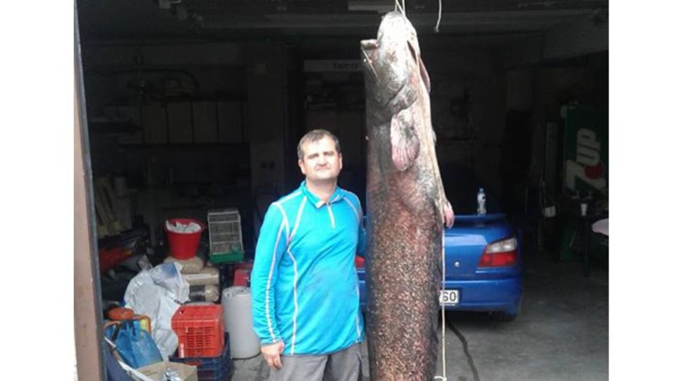 Ψαράς από το Βελβεντό έβγαλε ψάρι 84 κιλών! - Φωτογραφία 1