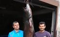 Ψαράς από το Βελβεντό έβγαλε ψάρι 84 κιλών! - Φωτογραφία 3
