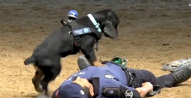 Αστυνομικός σκύλος κάνει ανάνηψη σε αξιωματικό (video) - Φωτογραφία 1