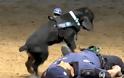 Αστυνομικός σκύλος κάνει ανάνηψη σε αξιωματικό (video)