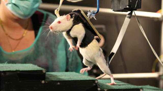 Την παράλυση σε ποντίκια θεράπευσαν επιστήμονες! - Φωτογραφία 1