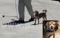 Δεν ξανάγινε! Σκύλος - καβοδέτης αφήνει άφωνους τους τουρίστες στο λιμάνι της Μυκόνου! [video]