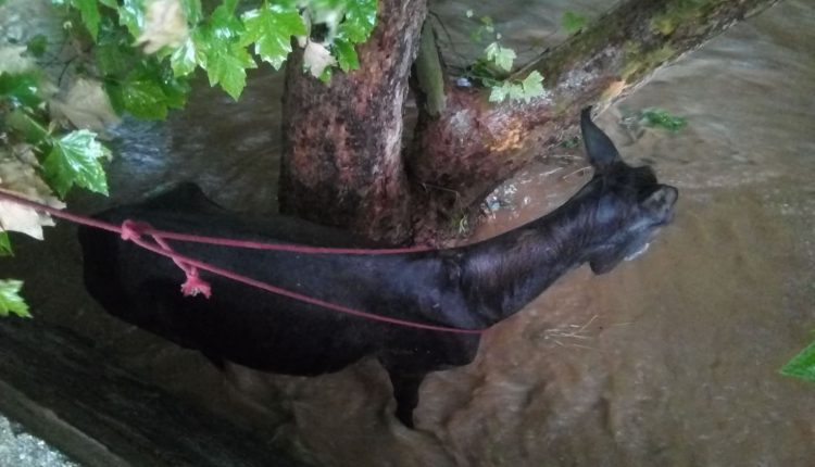 ΕΙΚΟΝΕΣ ΝΤΡΟΠΗΣ στο Βόλο: Επτά άλογα δεμένα μέσα σε χείμαρρο σώθηκαν στο παρά ένα από τα ορμητικά νερά - Φωτογραφία 2