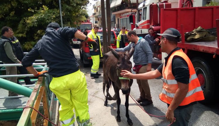 ΕΙΚΟΝΕΣ ΝΤΡΟΠΗΣ στο Βόλο: Επτά άλογα δεμένα μέσα σε χείμαρρο σώθηκαν στο παρά ένα από τα ορμητικά νερά - Φωτογραφία 3