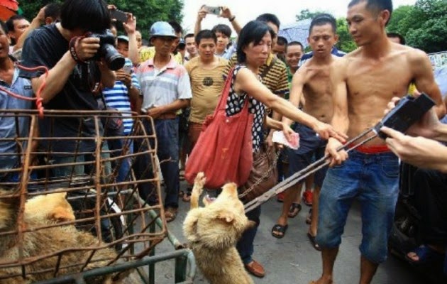 Τέρας κομπλεξικός Κινέζος! Δείτε τι κάνει στο σκυλάκι για να βγάζει περισσότερα χρήματα [video – ΣΟΚ] - Φωτογραφία 1