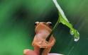Βάτραχος καταπίνει πυγολαμπίδα και παθαίνει αυτό που ακριβώς φαντάζεστε! [video]
