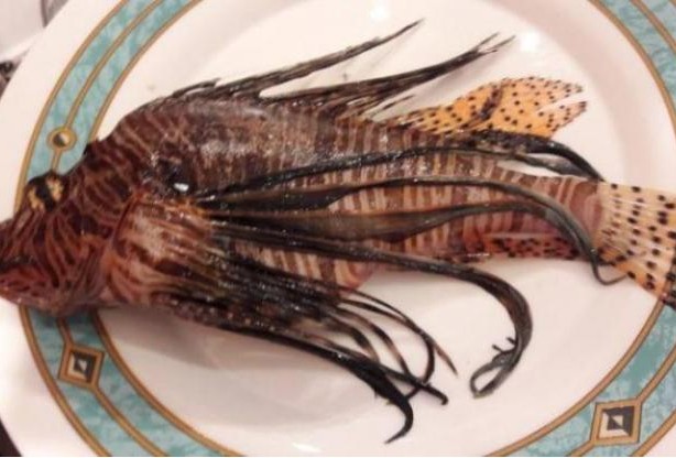 Κρήτη: Το ψάρι που έβαλε στο πιάτο δεν ήταν σκορπίνα – Είναι εξαιρετικά επικίνδυνο [photos] - Φωτογραφία 1
