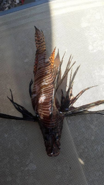 Κρήτη: Το ψάρι που έβαλε στο πιάτο δεν ήταν σκορπίνα – Είναι εξαιρετικά επικίνδυνο [photos] - Φωτογραφία 2