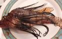 Κρήτη: Το ψάρι που έβαλε στο πιάτο δεν ήταν σκορπίνα – Είναι εξαιρετικά επικίνδυνο [photos]