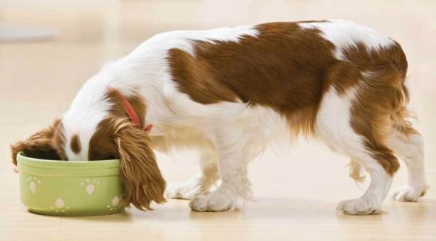 6 άκρως επικίνδυνες τροφές για τους σκύλους σας - Φωτογραφία 1