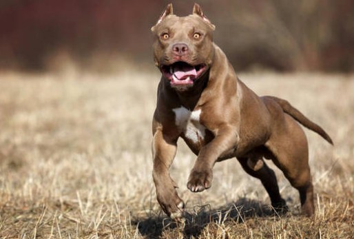 Πρωτοφανές περιστατικό στο Αργοστόλι: Πιτμπουλ επιτέθηκαν στο σκυλί του και τα σκότωσε με μαχαίρι - Φωτογραφία 1