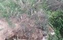 Ο Κάμπος της Κατούνας μαραζώνει απο την εγκατάλειψη… -(ΦΩΤΟ) - Φωτογραφία 7