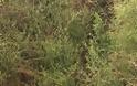 Ο Κάμπος της Κατούνας μαραζώνει απο την εγκατάλειψη… -(ΦΩΤΟ) - Φωτογραφία 9