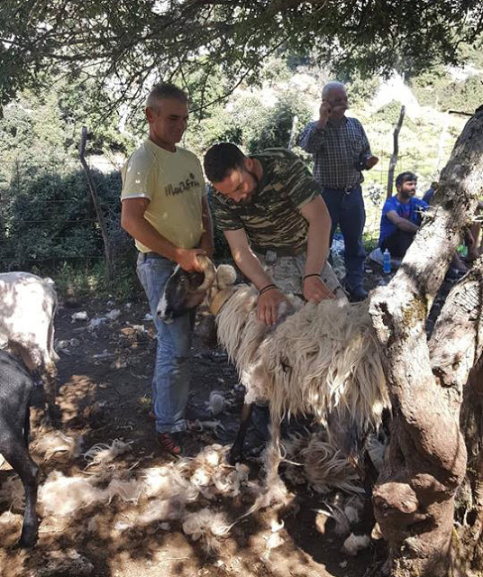 «Κούρος» αλά παλαιά: Στο μαντρί του Πέτρου Καραμπά στο Περγαντί (ΦΩΤΟ) - Φωτογραφία 14