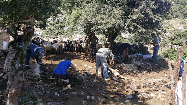 «Κούρος» αλά παλαιά: Στο μαντρί του Πέτρου Καραμπά στο Περγαντί (ΦΩΤΟ) - Φωτογραφία 2