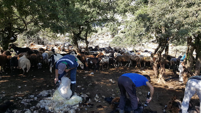 «Κούρος» αλά παλαιά: Στο μαντρί του Πέτρου Καραμπά στο Περγαντί (ΦΩΤΟ) - Φωτογραφία 6