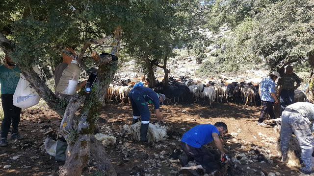 «Κούρος» αλά παλαιά: Στο μαντρί του Πέτρου Καραμπά στο Περγαντί (ΦΩΤΟ) - Φωτογραφία 8