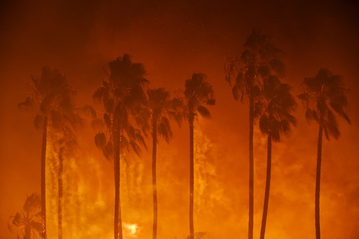 Kύπρος: Κάηκαν 200 φοινικόδεντρα – Ο απολογισμός της πυρκαγιάς στο Τραχώνι - Φωτογραφία 1