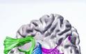Οι Δάσκαλοι είναι μηχανικοί του εγκεφάλου: H εντατική διδασκαλία αλλάζει τα εγκεφαλικά κυκλώματα σε αναγνώστες με προβλήματα