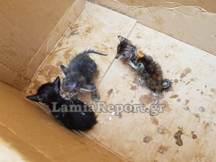 Λαμία: Ασυνείδητος πέταξε στα σκουπίδια έξι γατάκια  [photos+video] - Φωτογραφία 6