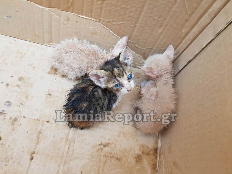 Λαμία: Ασυνείδητος πέταξε στα σκουπίδια έξι γατάκια  [photos+video] - Φωτογραφία 7