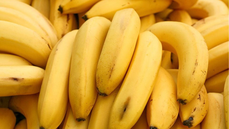 Παγκόσμια ανησυχία: Κινδυνεύουν να εξαφανιστούν οι μπανάνες! - Φωτογραφία 1