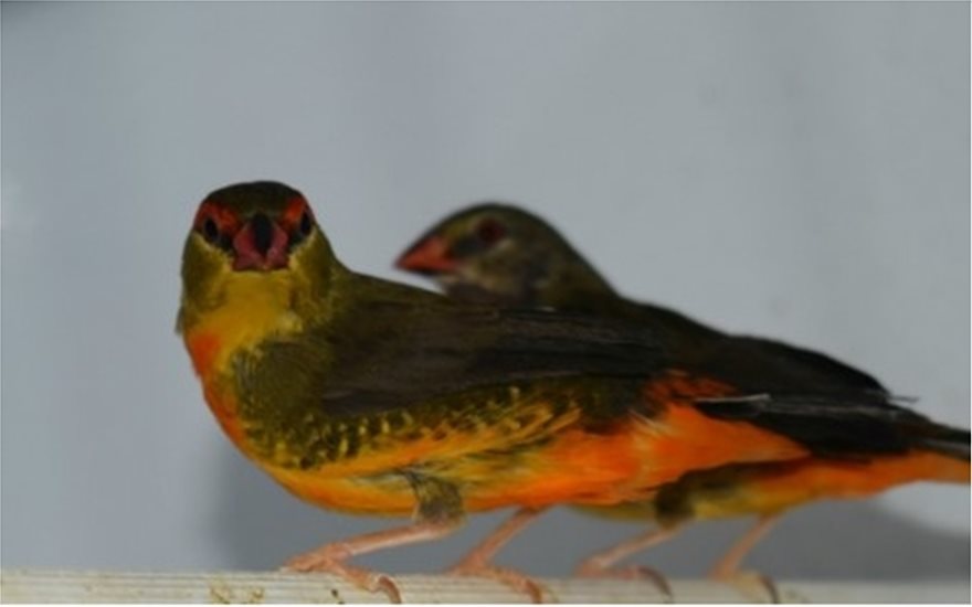 Σπάνια και εξωτικά πτηνά γεννιούνται και μεγαλώνουν στην Αττική - Φωτογραφία 2