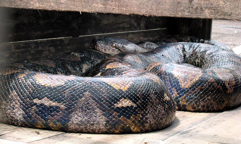 Θα πάθετε πλάκα! Δείτε το μεγαλύτερο φίδι στον κόσμο... [video] - Φωτογραφία 1