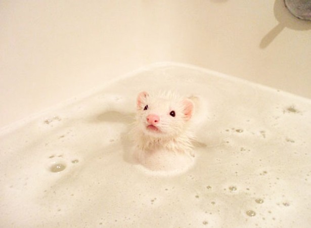 Απολαυστικές φωτογραφίες ζώων όταν κάνουν μπάνιο - Φωτογραφία 10