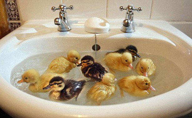 Απολαυστικές φωτογραφίες ζώων όταν κάνουν μπάνιο - Φωτογραφία 11