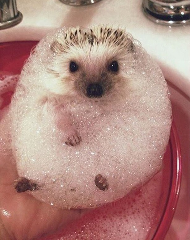 Απολαυστικές φωτογραφίες ζώων όταν κάνουν μπάνιο - Φωτογραφία 3