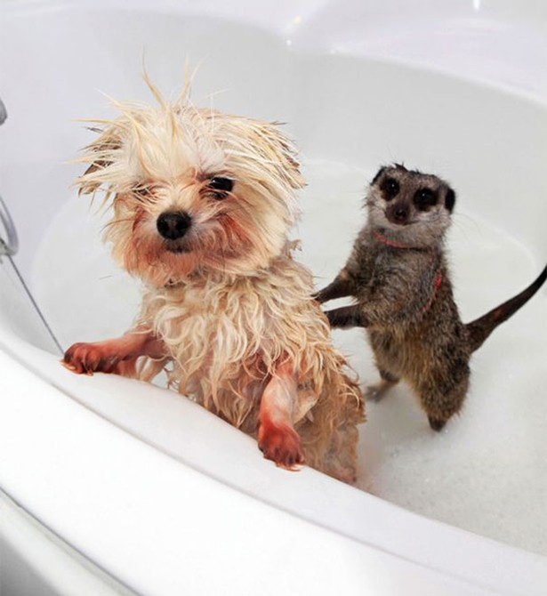 Απολαυστικές φωτογραφίες ζώων όταν κάνουν μπάνιο - Φωτογραφία 5