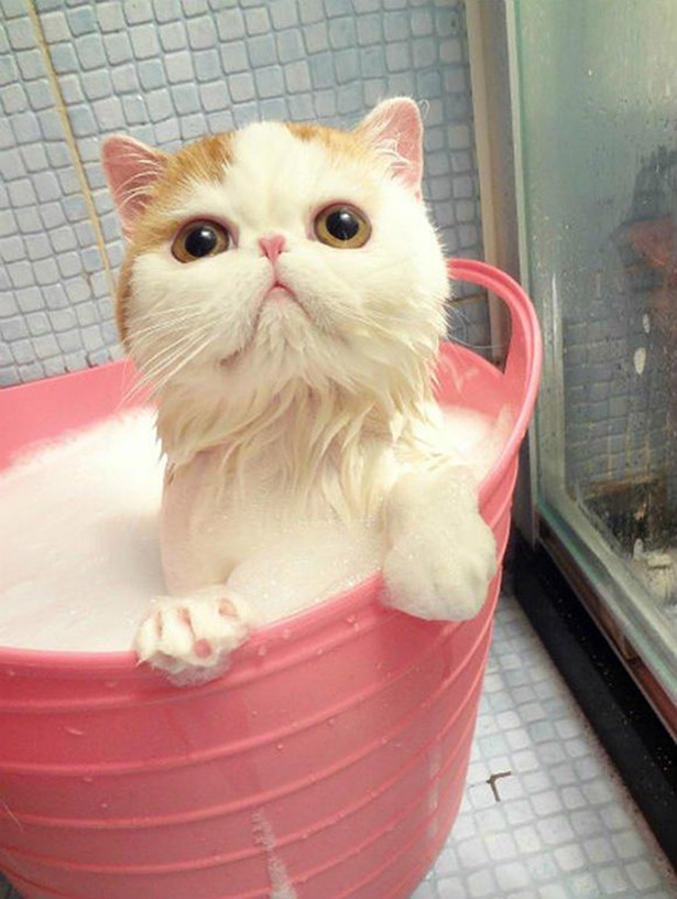 Απολαυστικές φωτογραφίες ζώων όταν κάνουν μπάνιο - Φωτογραφία 8