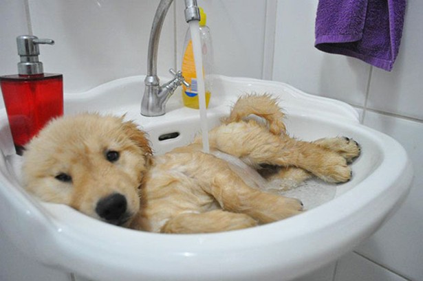 Απολαυστικές φωτογραφίες ζώων όταν κάνουν μπάνιο - Φωτογραφία 9