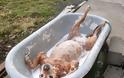 Απολαυστικές φωτογραφίες ζώων όταν κάνουν μπάνιο - Φωτογραφία 6