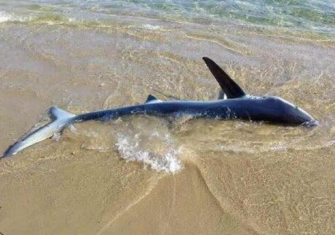 Μικρός καρχαρίας σε παραλία των Χανίων προκαλεί ερωτηματικά [photo] - Φωτογραφία 1