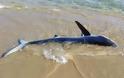 Μικρός καρχαρίας σε παραλία των Χανίων προκαλεί ερωτηματικά [photo]
